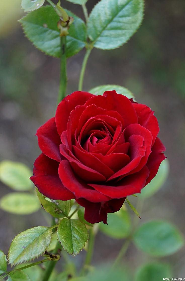 Secret Garden Whispers Bouquet